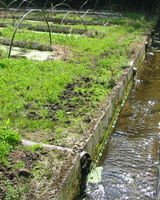 Irrigation des cressonnières